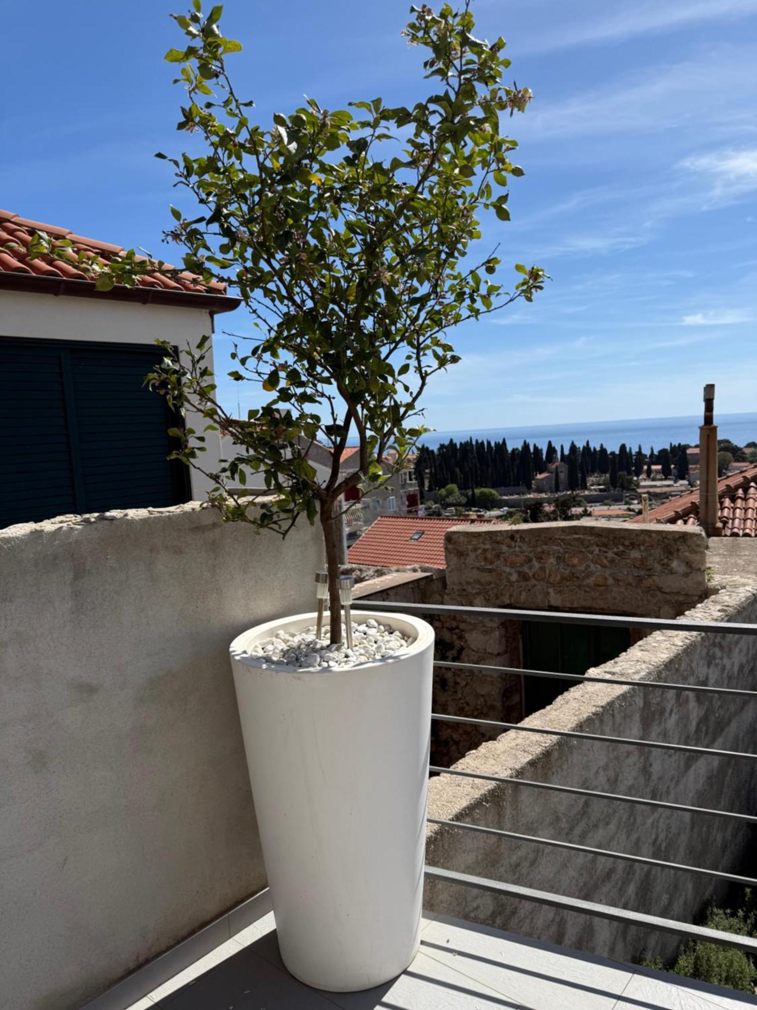 Lägenhet Lemon Tree
