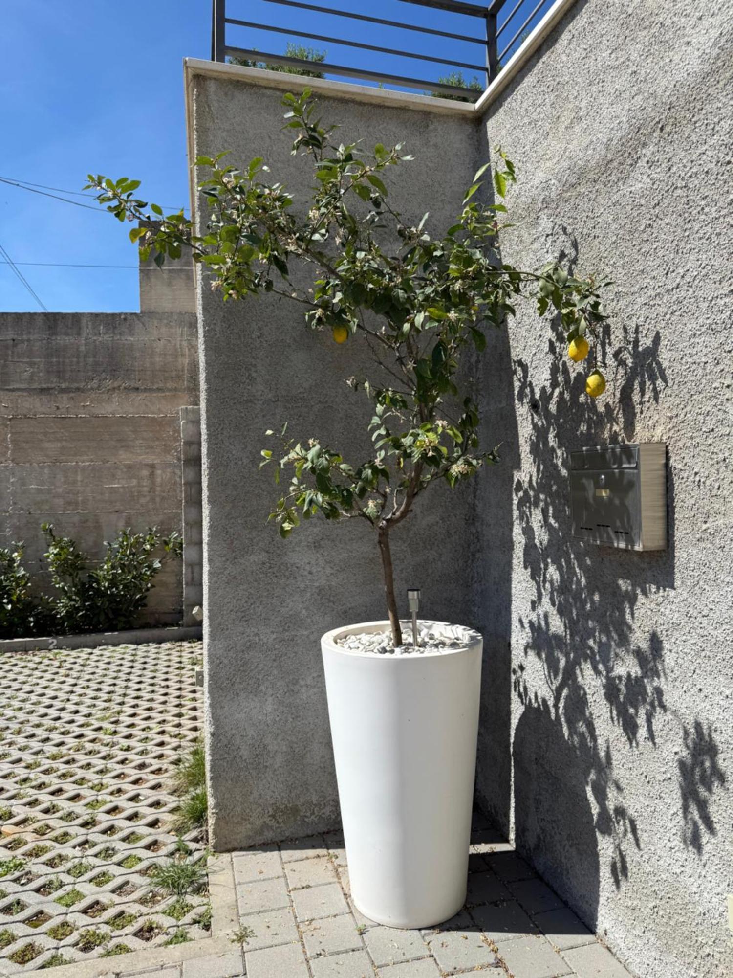 Lemon Tree Dubrovnik